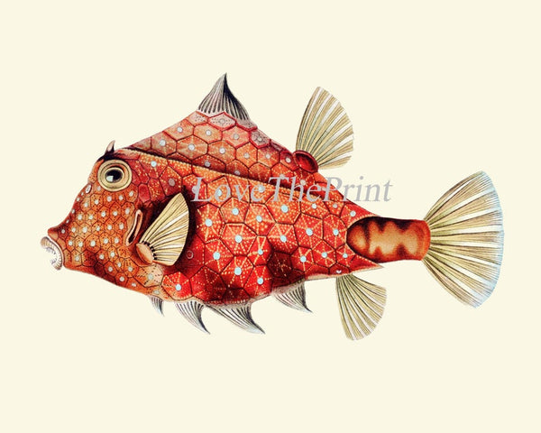 Tropical Fish Prints Wall Art Set of 2 Beautiful Antique Vintage Puffer Box Fish Sea Ocean Beach House Nature Home Room Decor to Frame FH