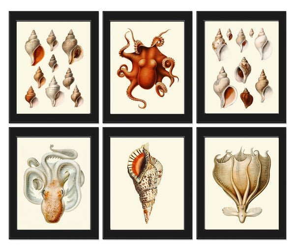 Vintage Octopus Shells Prints Wall Art Set of 6 Beautiful Antique Red Ivory Colorful Sea Ocean Marine Coastal Beach Home Decor to Frame SC