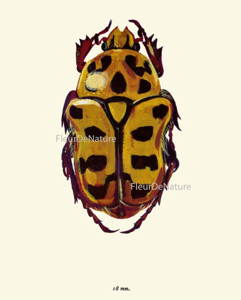 Vintage Beetle Wall Art Set of 4 Prints Beautiful Antique Beetles Ladybug Outdoor Nature Bugs Insect Home Room Decor Decoration to Frame BBB