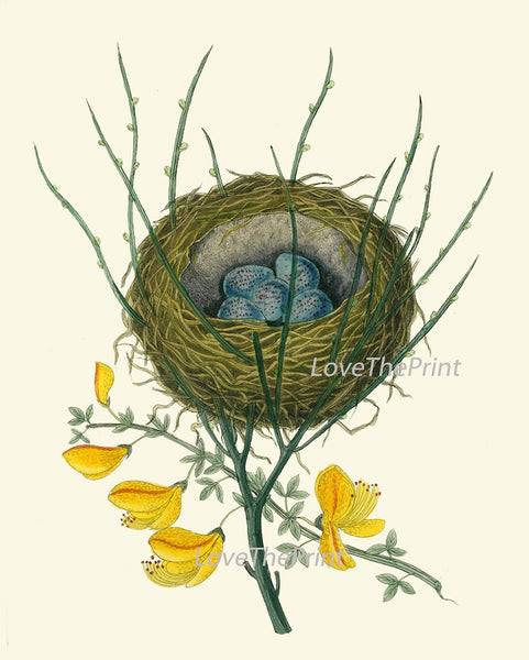 Vintage Bird Nest Eggs Prints Wall Art Set of 9 Beautiful Antique Cottage Farmhouse Birds Illustration Book Plate Home Decor to Frame BJB