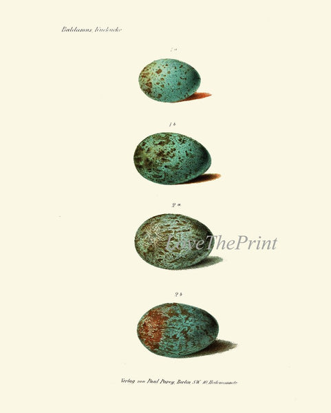 Vintage Bird Nest Eggs Prints Wall Art Set of 9 Beautiful Antique Cottage Farmhouse Birds Illustration Book Plate Home Decor to Frame BJB