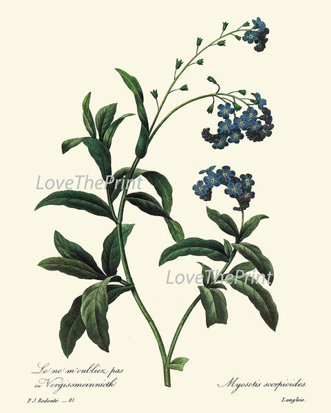Blue Flowers Botanical Wall Art Set of 16 Prints Beautiful Antique Vintage Large Gallery Interior Design Designer Home Decor to Frame RE