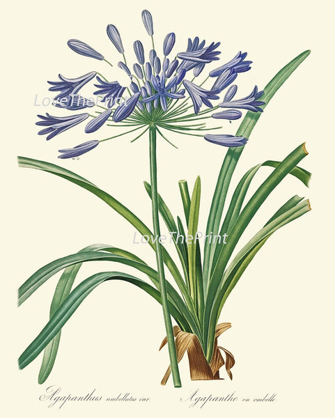 Blue Flowers Botanical Wall Art Set of 16 Prints Beautiful Antique Vintage Large Gallery Interior Design Designer Home Decor to Frame RE