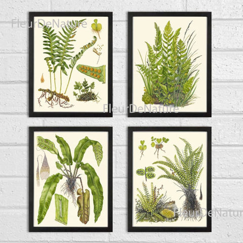Vintage Fern Prints Wall Art Set of 4 Beautiful Antique Green Forest Nature Ferns Illustration Watercolor Plants Home Decor to Frame LIN