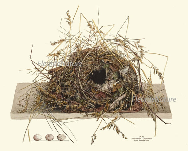 Vintage Bird Nest Eggs Prints Wall Art Set of 9 Beautiful Antique Cottage Farmhouse Birds Horizontal Orientation Home Decor to Frame NEST