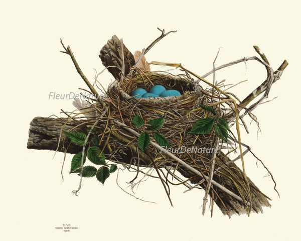 Vintage Bird Nest Eggs Prints Wall Art Set of 9 Beautiful Antique Cottage Farmhouse Birds Horizontal Orientation Home Decor to Frame NEST