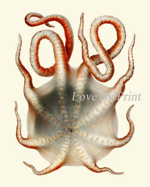 Octopus Prints Wall Art Set of 4 Beautiful Antique Vintage Sea Ocean Beach Tropical Bathroom Bedroom Hallway Office Home Decor to Frame SC