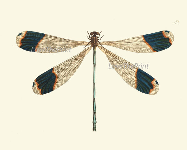 Butterfly Dragonfly Wall Art Set of 4 Prints Beautiful Antique Aqua White or Ivory Background Garden Home Decor Decoration to Frame BNOD