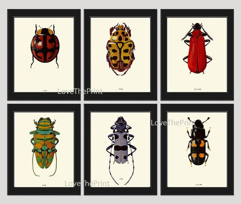 Colorful Ladybug Beetle Wall Art Set of 6 Prints Beautiful Antique Vintage Garden Outdoor Nature Insects Bugs Home Room Decor to Frame BBB