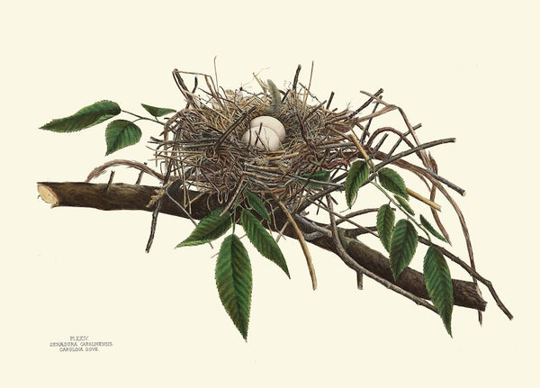 Vintage Bird Nest Eggs Prints Wall Art Set of 6 Beautiful Antique Blue White Eggs Tree Branch Natural Colors Rustic Home Decor to Frame NEST