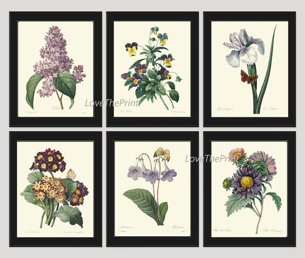 Purple Violet Lilac Iris Pansy Gloxinia Flowers Botanical Wall Art Set of 6 Prints Beautiful Vintage Spring Garden Home Decor to Frame REDT