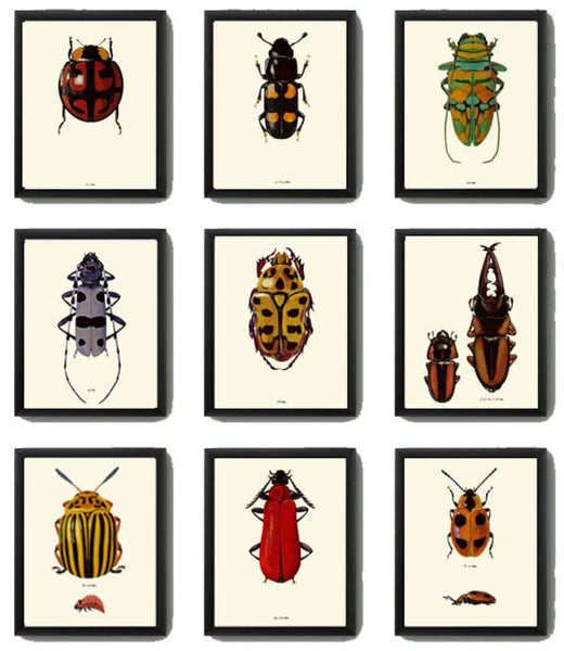 Beetle Prints Wall Art Set of 9 Beautiful Antique Vintage Ladybug Insect Bugs Red Yellow Purple Colorful Garden Home Decor to Frame BBB