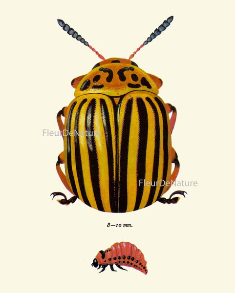 Beetle Prints Wall Art Set of 9 Beautiful Antique Vintage Ladybug Insect Bugs Red Yellow Purple Colorful Garden Home Decor to Frame BBB