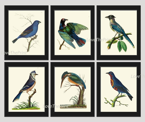 Blue Birds Wall Art Print Set of 6 Prints Antique Vintage Bluebird Blue Jay Kingfisher Bedroom Dining Room Interior Home Decor to Frame BNOD