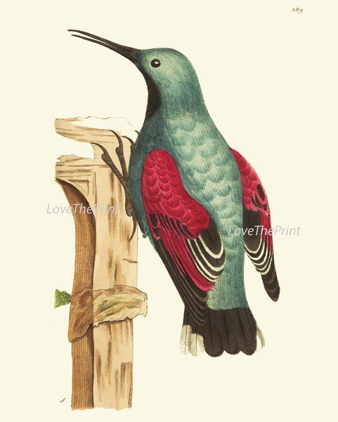 Antique Birds Wall Art Prints Set of 4 Beautiful Vintage Red Black Aqua Toucan Woodpecker Forest Tree Nature Home Room Decor to Frame BNOD