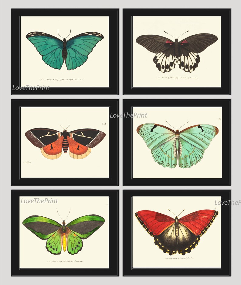 Vintage Butterfly Print Wall Art Set of 6 Beautiful Antique Vintage Colorful Red Aqua Green Butterflies Horizontal Orientation to Frame BNOD