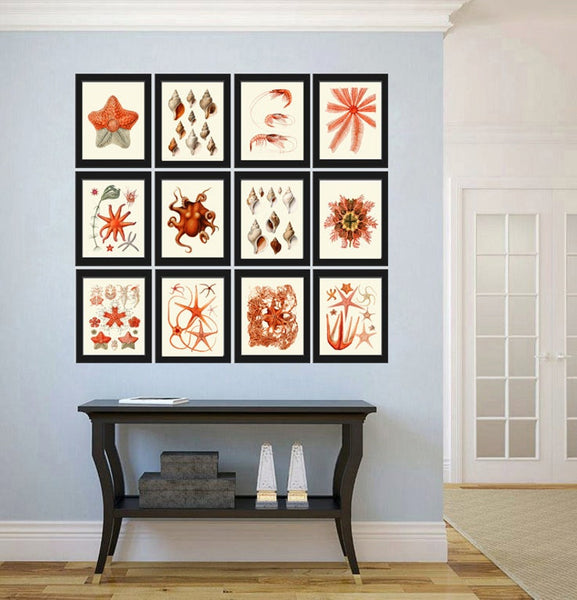 Coral Shells Shrimp Octopus Sea Star Prints Gallery Wall Art Set of 12 Beautiful Antique Vintage Beach Ocean Sea Home Room Decor to Frame SC