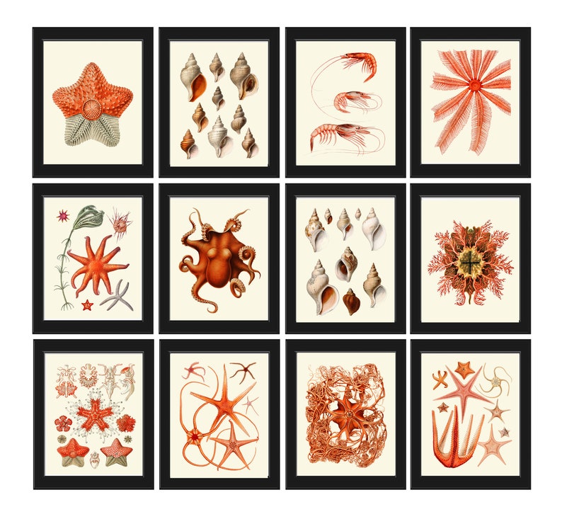 Coral Shells Shrimp Octopus Sea Star Prints Gallery Wall Art Set of 12 Beautiful Antique Vintage Beach Ocean Sea Home Room Decor to Frame SC