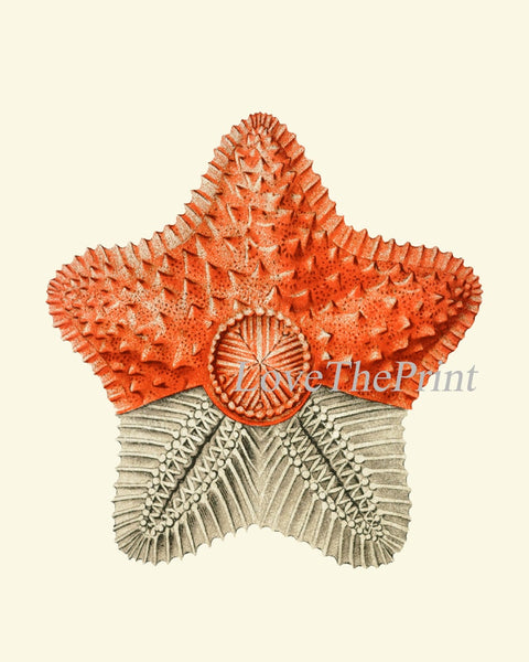 Coral Shells Shrimp Octopus Sea Star Prints Gallery Wall Art Set of 12 Beautiful Antique Vintage Beach Ocean Sea Home Room Decor to Frame SC