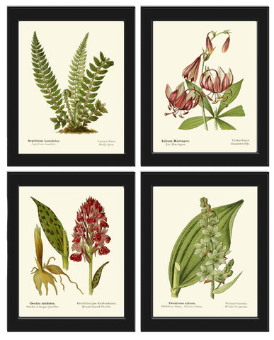 Wildflowers Fern Botanical Prints Wall Art Set of 4 Beautiful Antique Vintage Farmhouse Country Home Cabin Cottage Forest Decor to Frame AFS