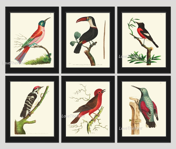 Birds Wall Art Print Set of 6 Prints Antique Vintage Red Aqua Black White Bedroom Dining Room Fireplace Office Home Decor to Frame BNOD