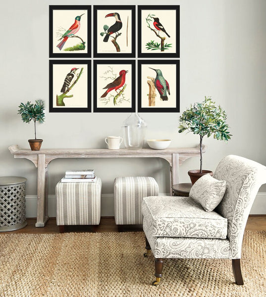 Birds Wall Art Print Set of 6 Prints Antique Vintage Red Aqua Black White Bedroom Dining Room Fireplace Office Home Decor to Frame BNOD