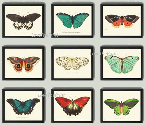 Vintage Butterfly Prints Wall Art Set of 9 Beautiful Antique Aqua Blue Red Orange Green Colorful Garden Nature Home Decor to Frame BNOD