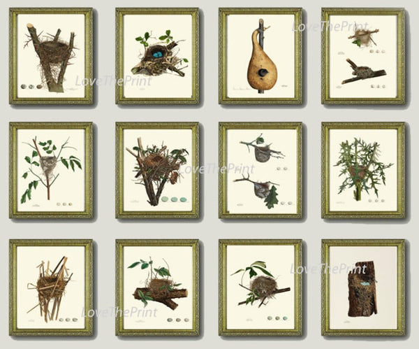 Bird Nest Prints Wall Art Set of 12 Beautiful Antique Vintage Songbird Rustic Cottage Farmhouse Tree Branch Nature Home Decor to Frame NEST