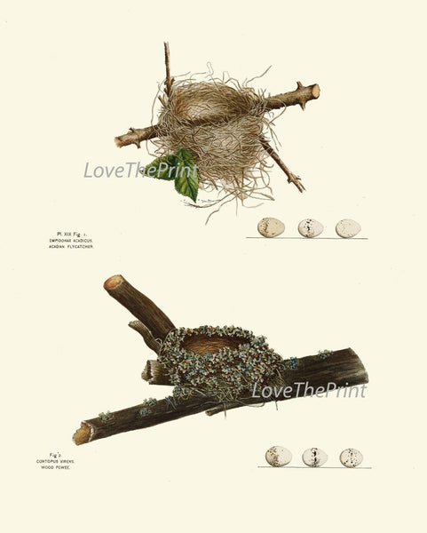 Bird Nest Prints Wall Art Set of 12 Beautiful Antique Vintage Songbird Rustic Cottage Farmhouse Tree Branch Nature Home Decor to Frame NEST