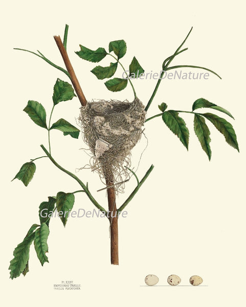 Bird Nest Prints Wall Art Set of 12 Beautiful Antique Vintage Songbird Rustic Cottage Farmhouse Tree Branch Nature Home Decor to Frame NEST