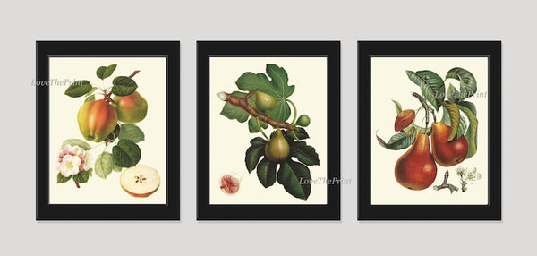 Fruit Botanical Wall Art Set 3 Prints Beautiful Vintage Antique Apple Fig Pear Dining Room Kitchen Farmhouse Garden Home Decor to Frame LF