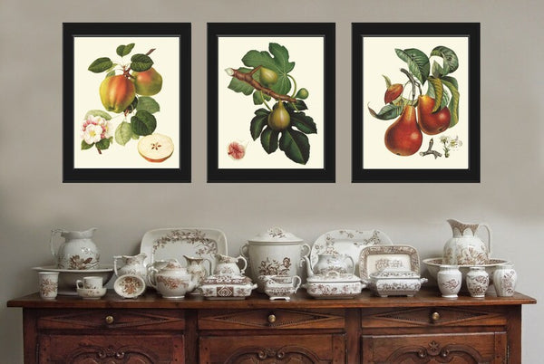 Fruit Botanical Wall Art Set 3 Prints Beautiful Vintage Antique Apple Fig Pear Dining Room Kitchen Farmhouse Garden Home Decor to Frame LF