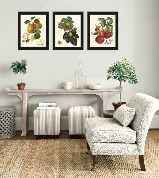 Fruit Botanical Wall Art Set 3 Prints Beautiful Vintage Antique Apple Fig Pear Dining Room Kitchen Farmhouse Garden Home Decor to Frame LF