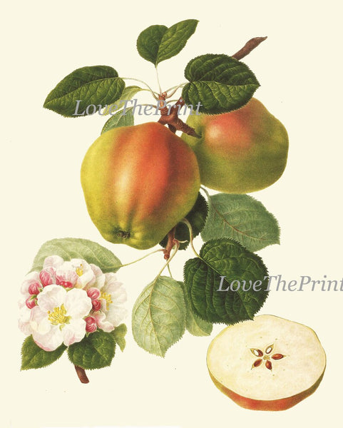 Fruit Botanical Wall Art Set 3 Prints Beautiful Vintage Antique Apple Fig Pear Dining Room Kitchen Farmhouse Garden Home Decor to Frame LF