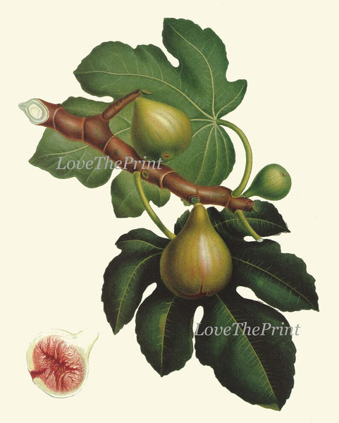 Fruit Botanical Wall Art Set 3 Prints Beautiful Vintage Antique Apple Fig Pear Dining Room Kitchen Farmhouse Garden Home Decor to Frame LF