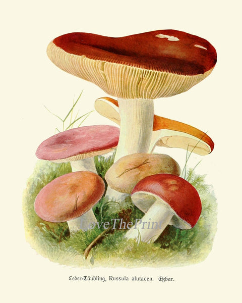 Vintage Mushrooms Prints Botanical Wall Art Set of 16 Beautiful Antique Mushroom Chart Poster Kitchen Dining Room Home Decor to Frame PDH