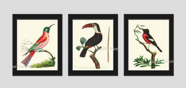 Birds Wall Art Prints Set of 3 Beautiful Vintage Antique Red Green Black Aqua Toucan Pretty Bird Birdwatching Home Room Decor to Frame BNOD
