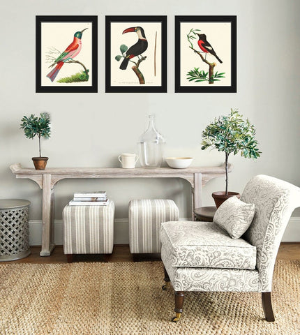 Birds Wall Art Prints Set of 3 Beautiful Vintage Antique Red Green Black Aqua Toucan Pretty Bird Birdwatching Home Room Decor to Frame BNOD