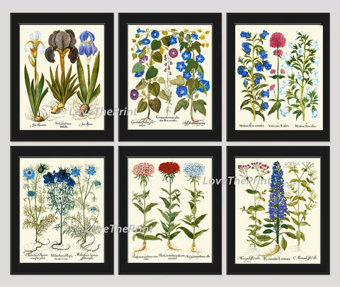 Blue Pink Flowers Botanical Wall Art Set of 6 Prints Beautiful Vintage Antique Iris Cornflower Wildflowers Pretty Home Decor to Frame BESL