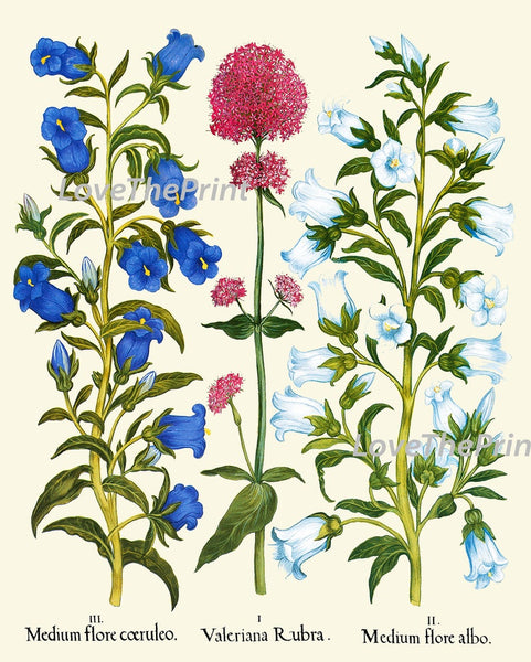 Blue Pink Flowers Botanical Wall Art Set of 6 Prints Beautiful Vintage Antique Iris Cornflower Wildflowers Pretty Home Decor to Frame BESL