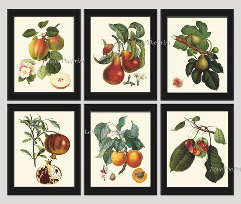 Fruit Tree Branches Prints Wall Art Set 6 Beautiful Botanical Vintage Antique Apple Pear Apricot Fig Pomegranate Cherries Decor to Frame LF