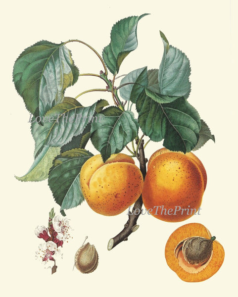 Fruit Tree Branches Prints Wall Art Set 6 Beautiful Botanical Vintage Antique Apple Pear Apricot Fig Pomegranate Cherries Decor to Frame LF