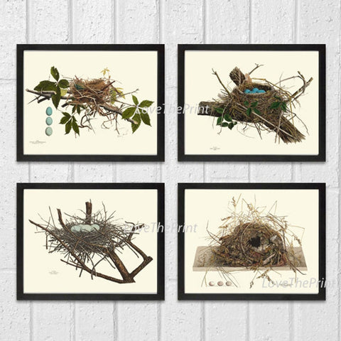 Vintage Bird Nest Egg Print Wall Art Set of 4 Beautiful Antique Blue White Eggs Tree Branch Natural Farmhouse Cabin Home Decor to Frame NEST