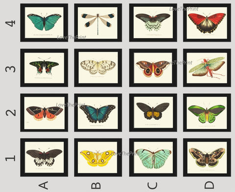 Butterfly Prints Full Wall Art Gallery Set of 16 Beautiful Antique Vintage Colorful Butterflies Interior Poster Home Decor to Frame BNOD