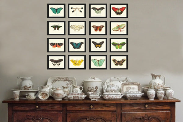 Butterfly Prints Full Wall Art Gallery Set of 16 Beautiful Antique Vintage Colorful Butterflies Interior Poster Home Decor to Frame BNOD