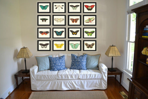 Butterfly Prints Full Wall Art Gallery Set of 16 Beautiful Antique Vintage Colorful Butterflies Interior Poster Home Decor to Frame BNOD