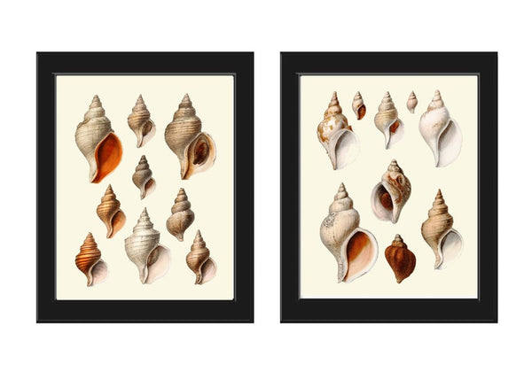 Antique Vintage Sea Shells Wall Art Set of 2 Prints Beautiful Seashells Chart Ocean Beach House Marine Coastal Home Room Decor to Frame SC