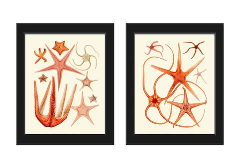 Red Sea Star Wall Art Set of 2 Prints Beautiful Antique Vintage Ocean Beach House Marine Coastal Tropical Poster Home Room Decor to Frame SC