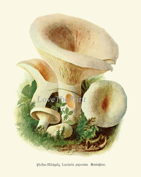 Vintage Mushroom Prints Wall Art Set of 12 Beautiful Antique Forest Nature Cabin Farmhouse Kitchen Dining Room Home Decor to Frame PDH