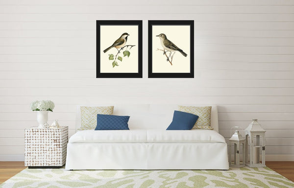 Vintage Bird Wall Art Decor Prints Set of 2 Beautiful Antique Forest Nature Pretty Birds Farmhouse Interior Home Room Decoration to Frame VW